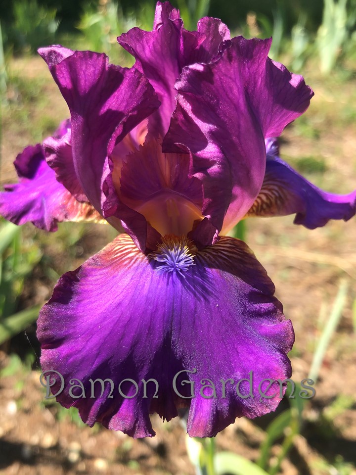 Iris Candy Rock